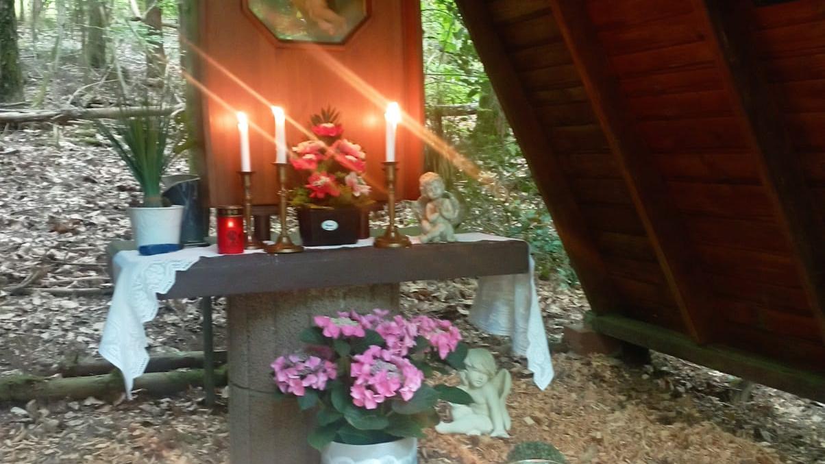 Bildchen im Losheimer Wald