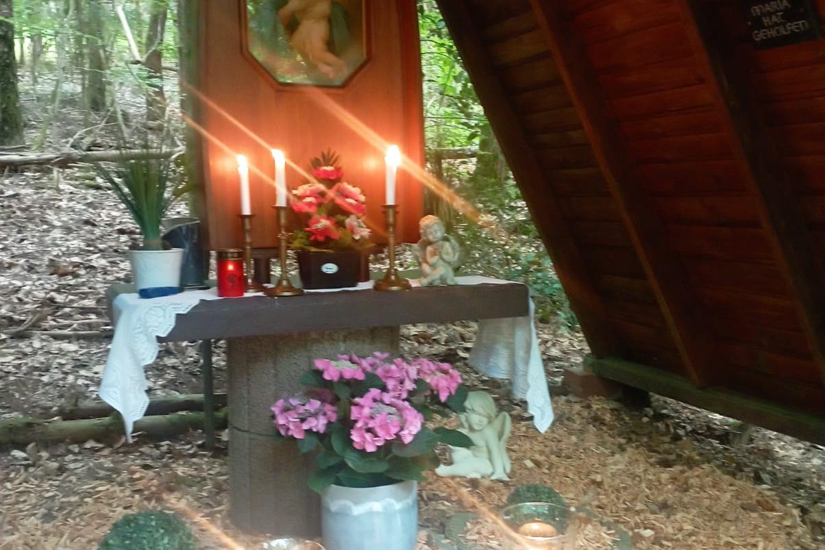 Bildchen im Losheimer Wald